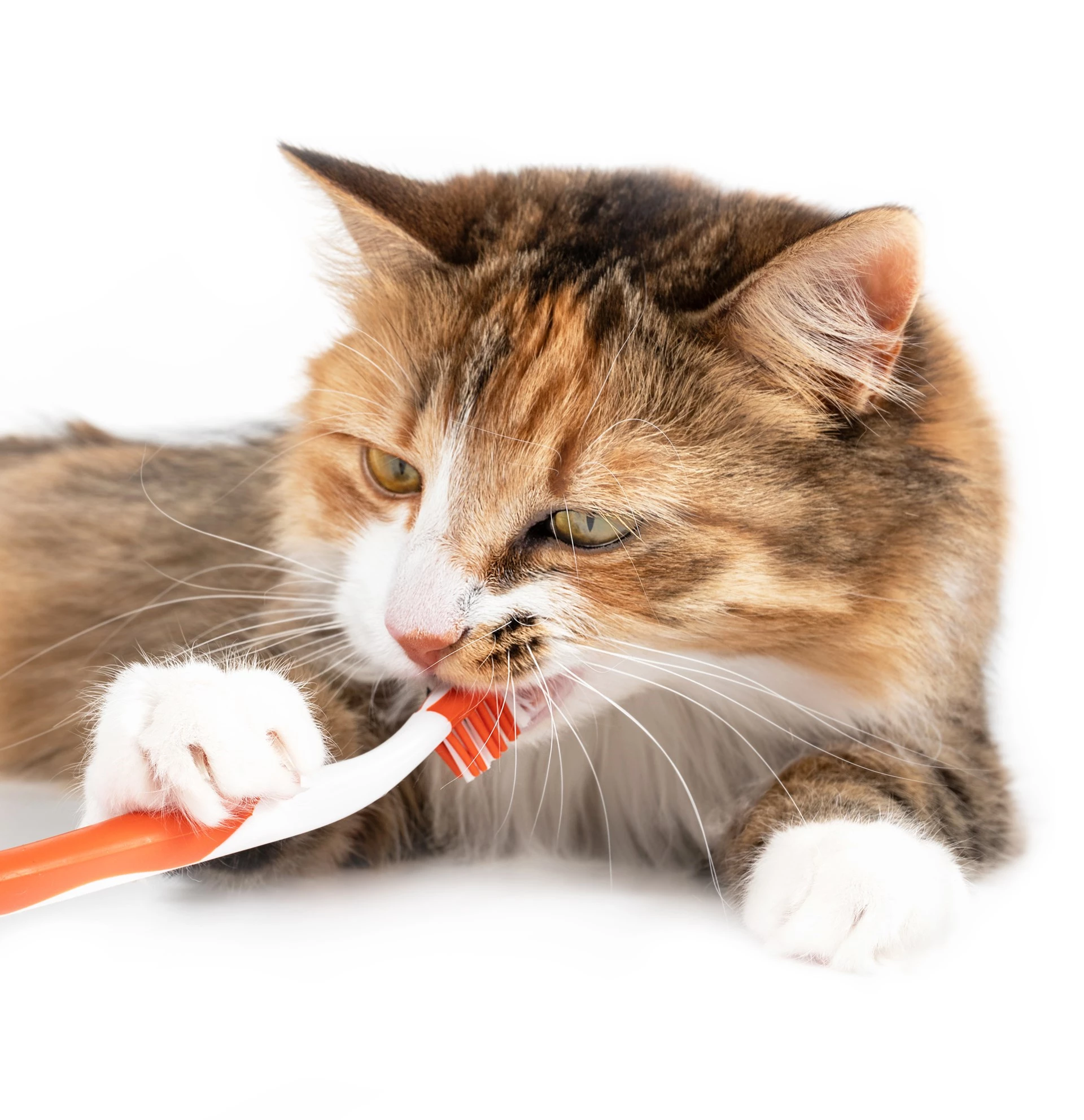 Shutterstock 1927809338